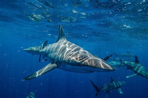 10 Of The Best Pictures Of The Great White Shark Laughtard
