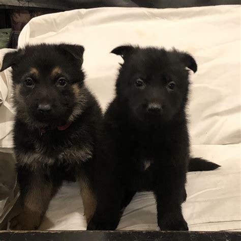 German Shepherd Puppies Kentucky German Shepherd Puppies For Sale