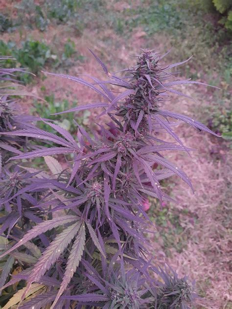 Purple Haze X Thai Von Ace Seeds Cannabis Sorten Infos