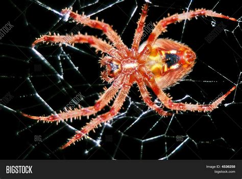 Red Striped Spider Image And Photo Free Trial Bigstock