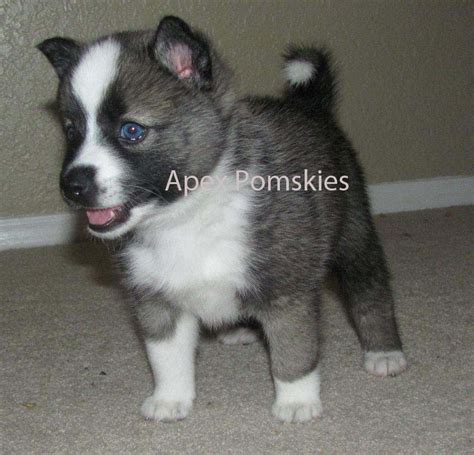 Pictures Of Pomsky Puppies