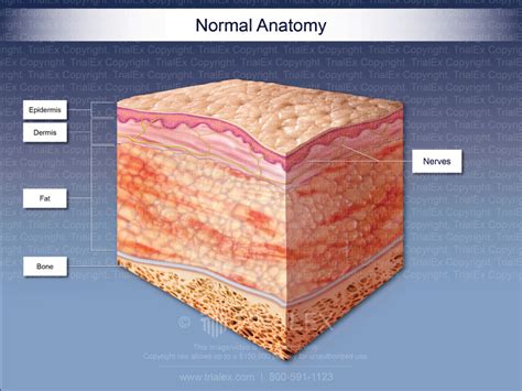 Normal Anatomy Of The Layers Of The Skin Trial Exhibits Inc