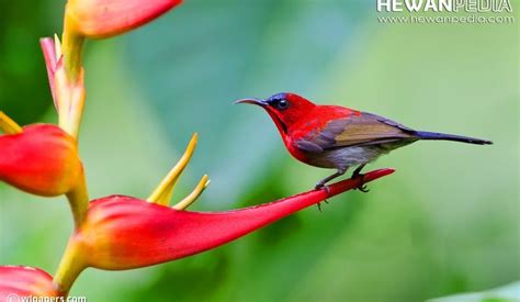 14 jenis burung cendrawasih tercantik suara gambar dan pakan. Terbaru 18+ Gambar Burung Indah Di Dunia - Gani Gambar