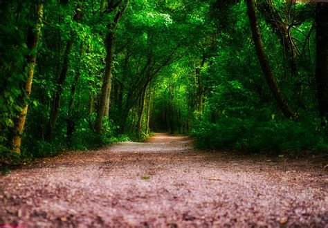 Nature Path Trail Free Photo On Pixabay Pixabay