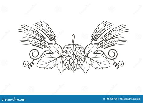 Image Of Hop And Barley Stock Vector Illustration Of Line 146086734