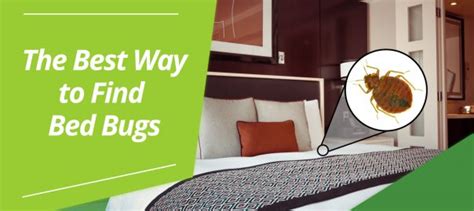 The Best Way To Find Bed Bugs