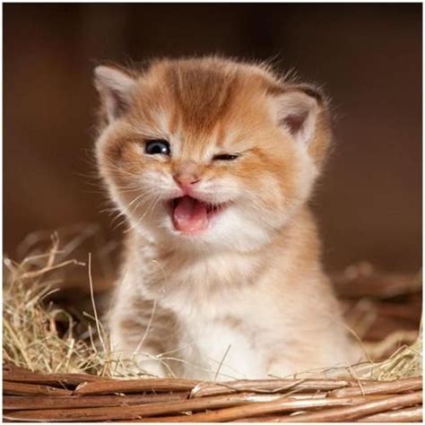 24 Best Cats Winking Cat Images On Pinterest Wink Wink Animals And