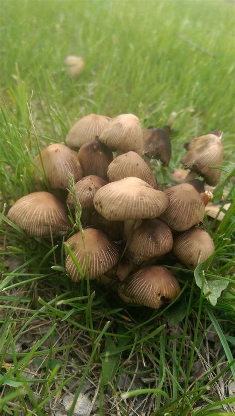 Need Help Identifying These Mushrooms Mushroom Hunting And