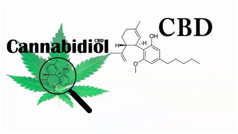 What Is Cbd Learn About Cbd And The Endocannabinoid System Youtube