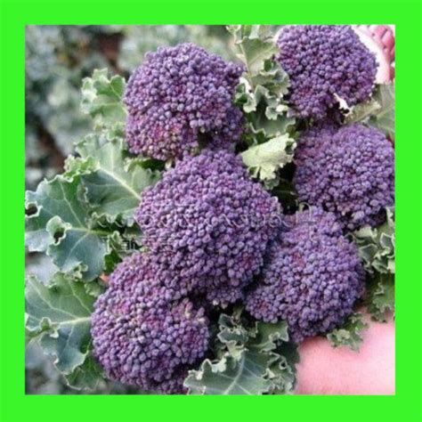 Broccoli Purple Sprouting Heritage Open Pollinated Seeds