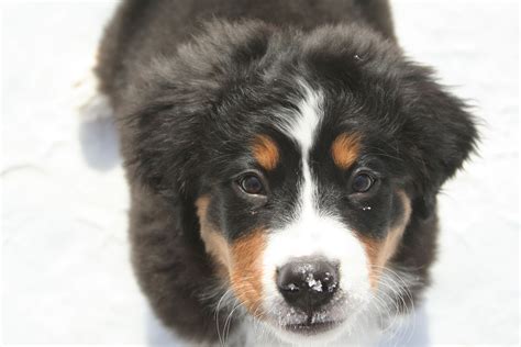 Bernese Mountain Dog Information Dog Breeds At Thepetowners