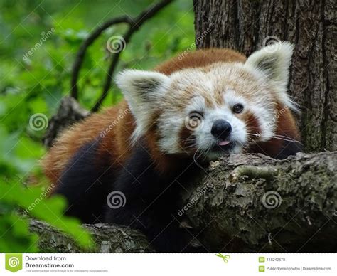 Red Panda Mammal Terrestrial Animal Fauna Picture Image 118242678