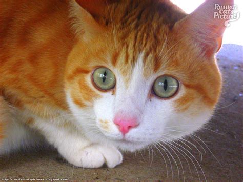 Scarry Ginger Kitty — Russian Cats Pictures