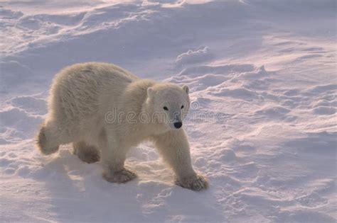 Polar Bear Cub On Snow Covered Arctic Tundra Stock Photo Image Of