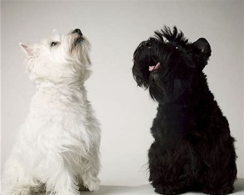 Westie And A Scottie Being Cheerful What A Combo I Have This Combo