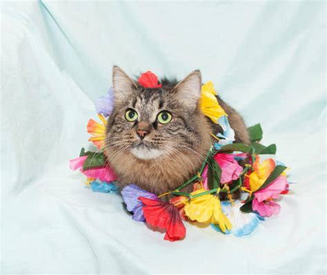 Striped Fluffy Siberian Cat Plays With Flower Garland