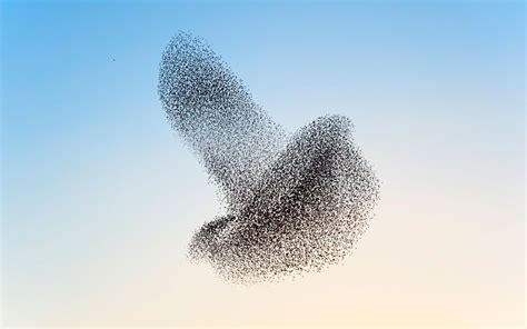 Witness A Starling Murmuration Starling Flock Of Birds World Birds