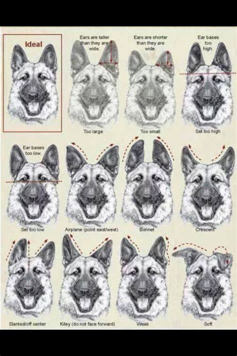 Gsd Ear Chart Neat German Shepherd Ears German