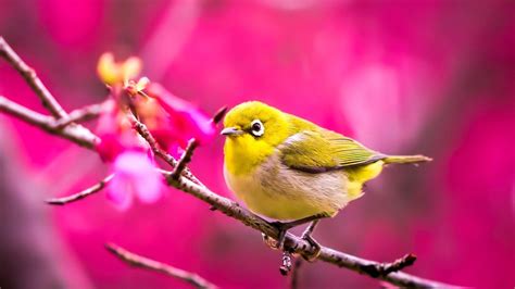 20 Choices Spring Wallpaper Birds You Can Get It Without A Penny
