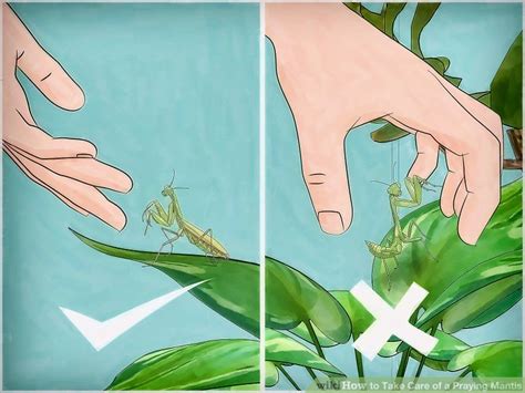 How To Take Care Of A Praying Mantis 13 Steps With Pictures