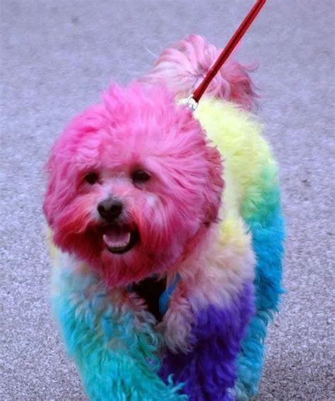 Why It's Horrible To Dye Your Dog's Fur in 2020 | Dog hair dye, Dog fur
