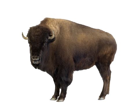 Bison Png Picture Png Arts