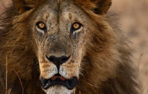 Through Golden Eyes Photographing An African Safari Big Cats Only