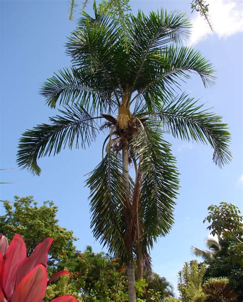 Two hawaiian palm trees at sunset on a beach. Polynesian Produce Stand : ~PIRIRIMA COCONUT~ Palm Tree ...