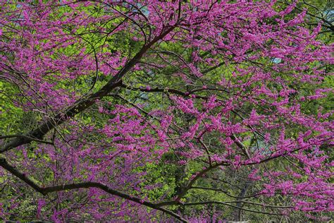 Redbud Tree In Full Bloom Longwood Photograph By Darrell Gulin Fine