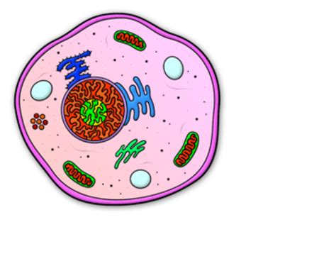 Animal Cell Structure Png Svg Clip Art For Web Downlo