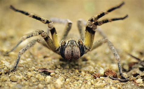 The Brazilian Wandering Spider — Maimonides Emergency Medicine Residency