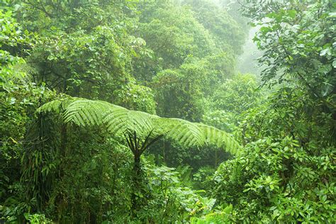 Misty Rainforest In Monteverde Cloud Forest Reserve Photograph By