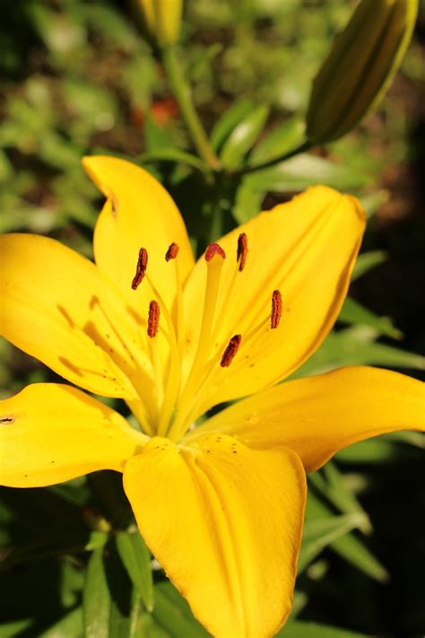 Yellow Lily Flowers Free Stock Photo Public Domain Pictures