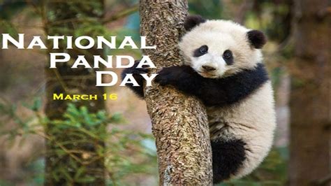National Panda Day 2021 Photos All Recommendation
