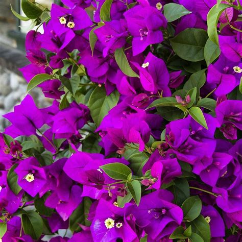 Purple Queen® Bougainvillea Bougainvillea Flower Garden Fall