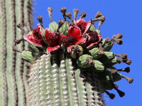 Saguaro Cactus Organ Pipe Cactus National Monument U S National Park Service