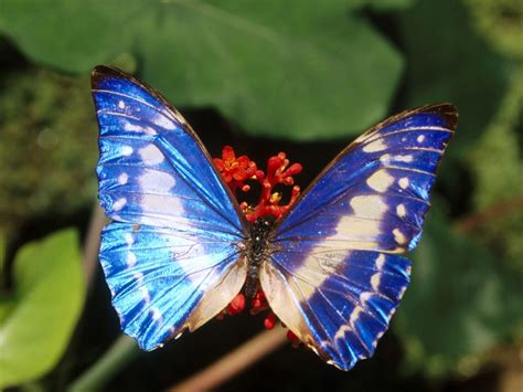 Beautiful Blue Butterflies Butterflies Wallpaper Fanpop
