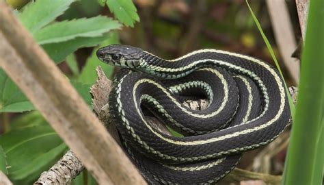 Difference Between A Garter And Garden Snake Sciencing