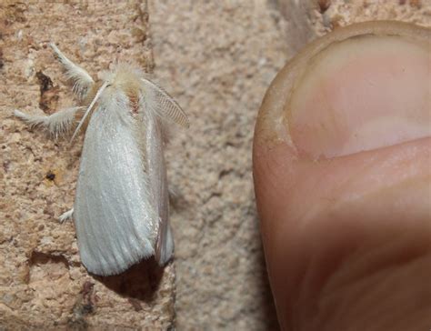 Lymantriidae Euproctis White Tussock Moth Dscf Flickr