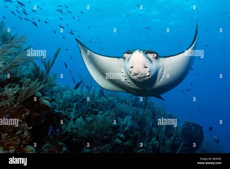 Spotted Eagle Ray Aetobatus Narinari From The Front Frontal