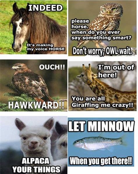 Just Died Laughing Part 2 Animal Puns Funny Photos Punny