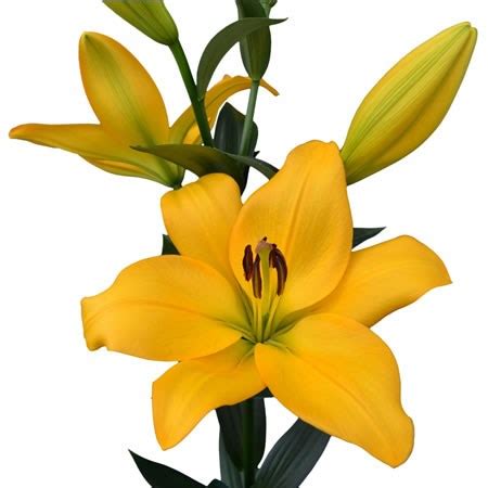 Lily LA Kingsville 95cm Wholesale Dutch Flowers Florist Supplies UK