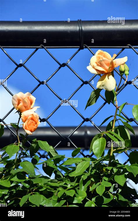 A Beautiful Rose Climbs A Trellis Stock Photo Alamy