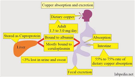 Ceruloplasmin Copper Toxicity And Wilsons Disease