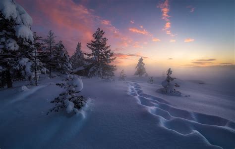 Wallpaper Winter Snow Trees Traces Norway The Snow Norway