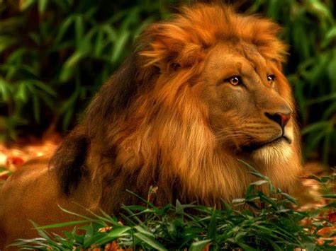 Free Colorful Wallpaper Lion Pictures