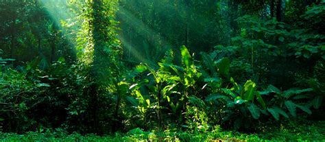 Scavengers In The Amazon Rainforest