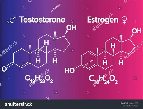 Humain Sex Hormones Molecular Formula Estrogen Stock Vector Royalty