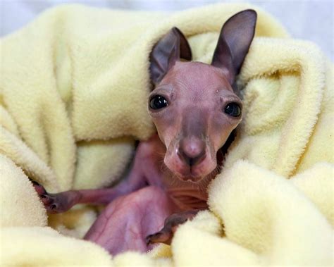 12 Baby Animals So Ugly They Are Cute