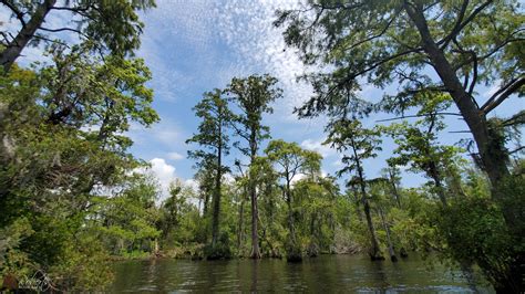 Kayaking The Chowan River At Edenton Nc